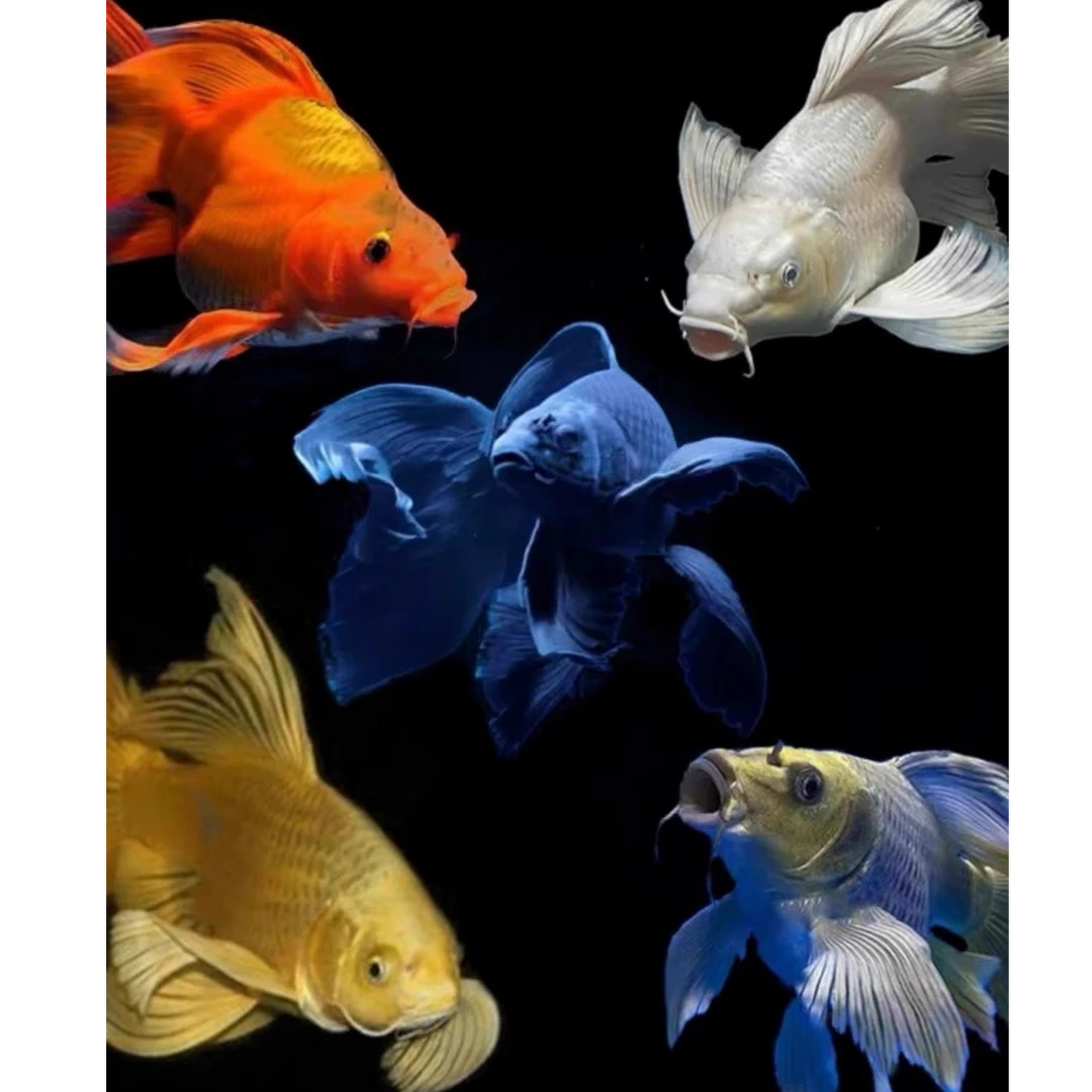 【微瑕处理】蝴蝶鲤观赏鱼球体短身大鳍长尾