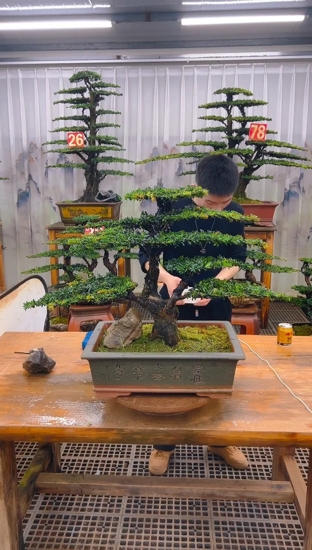 无花朵精品盆景直播间一物一拍