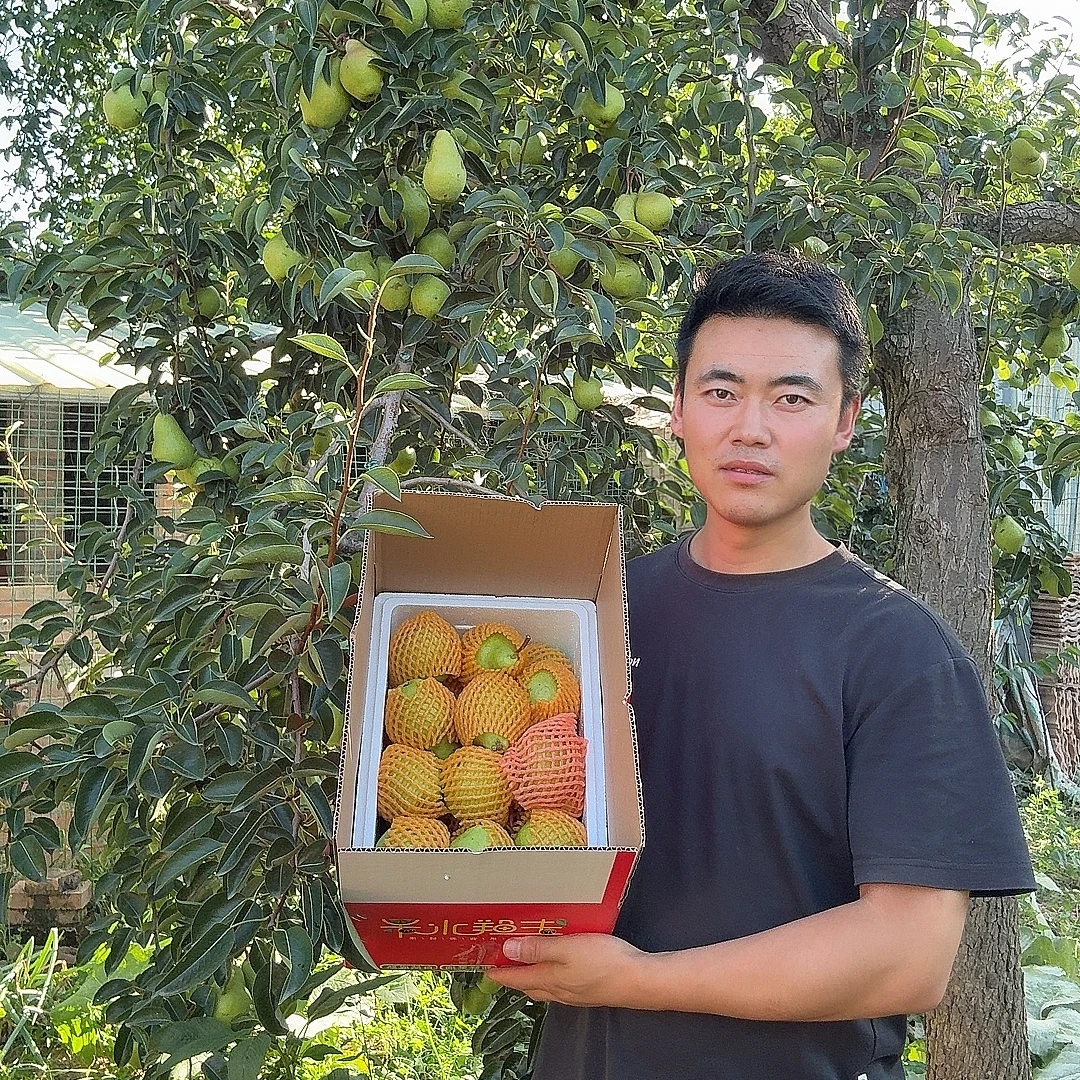 甘肃庆阳黄土高原正宗香蕉梨软糯香甜多汁果园直发新鲜应季水果