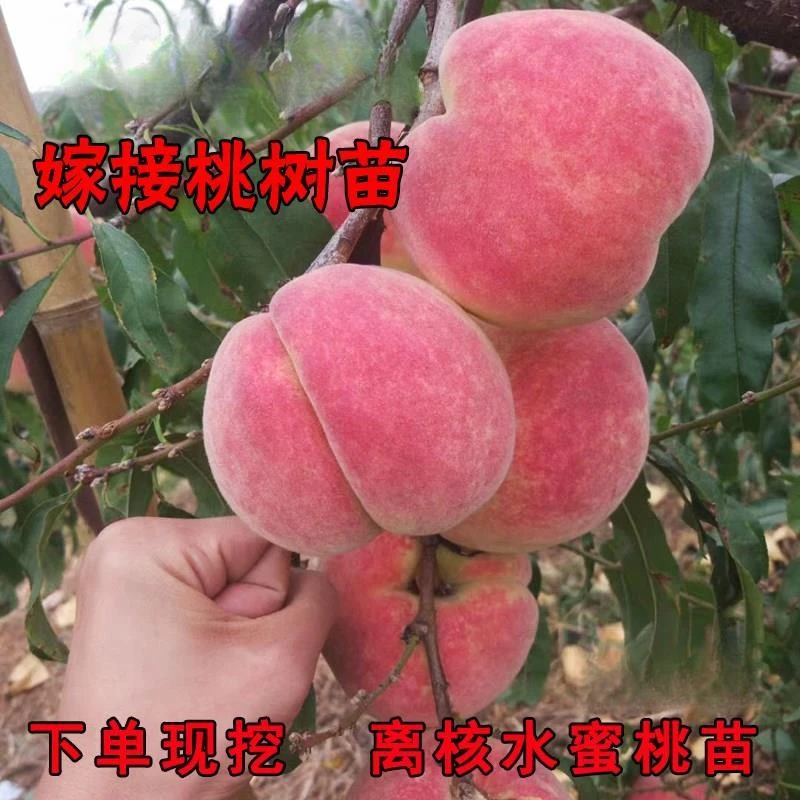 8年苗买一送一 黄桃树苗嫁接冬桃油桃蟠桃树苗南北方盆栽地栽