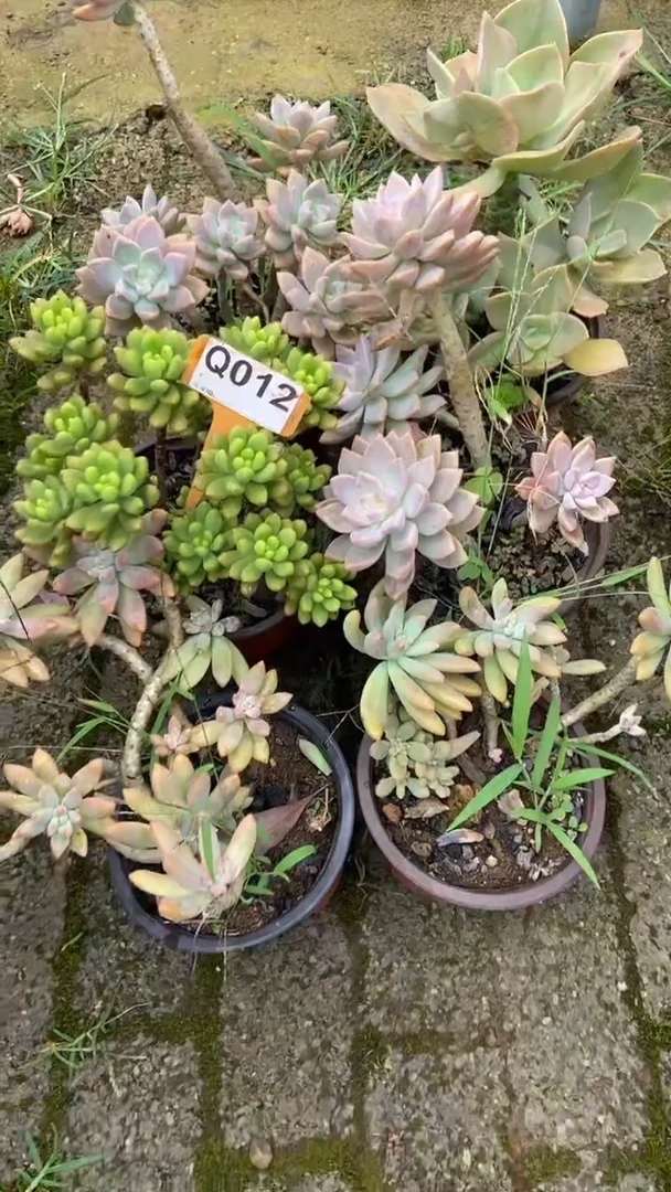 Q012多肉组合默认脱土发货