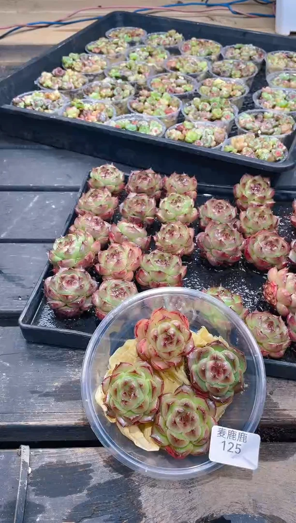 125红胖子三边线      量拍4颗