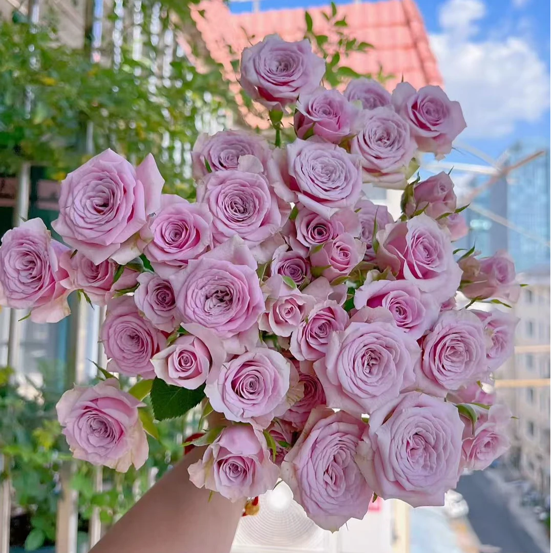 【多头莱拉玫瑰】一单包邮，两单升级冷链，三单升级空运