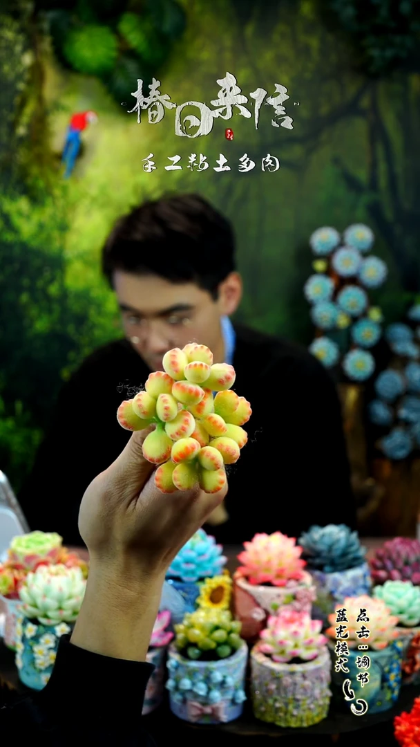 熊童子5只。。。。。。。。。。。。。。