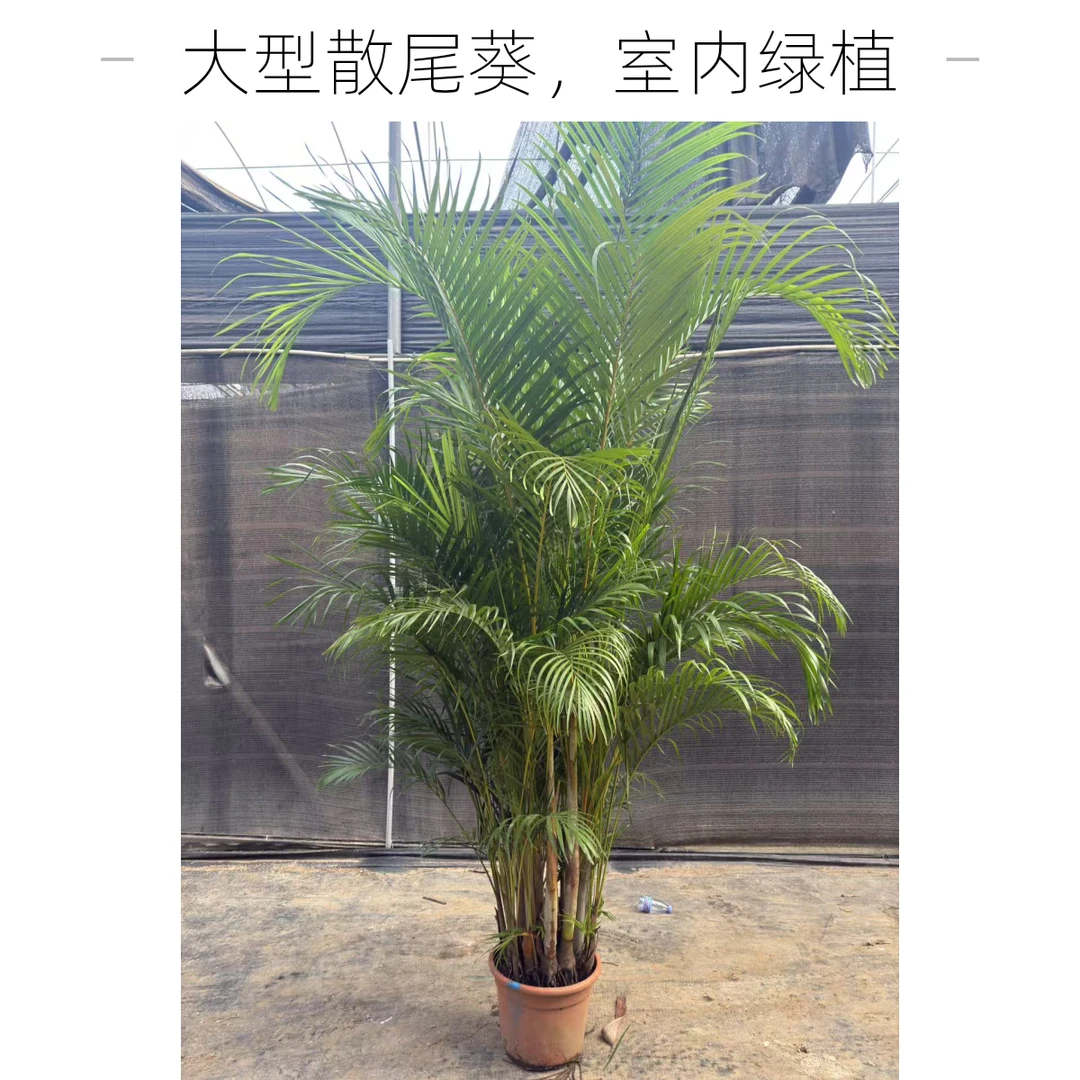 网红富贵椰子散尾葵绿植客厅盆栽植物适合室内种植清新绿色好养活