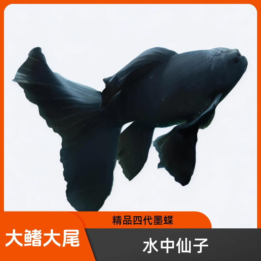 精品黑色四代墨蝶娃娃头大鳍大尾好养耐活顺丰到家录制开箱视频