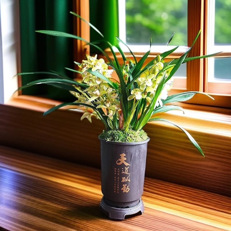 屏南兰花【原盆原土2-3花剑+送国风盆】高山香兰香水香兰皮实好养