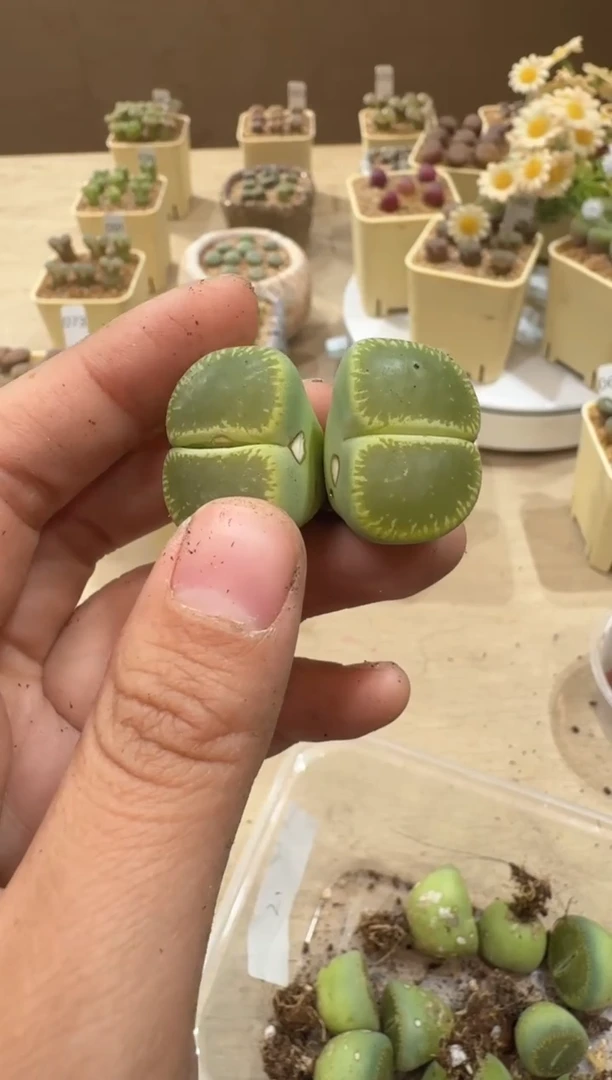 26-56多肉植物肉锥