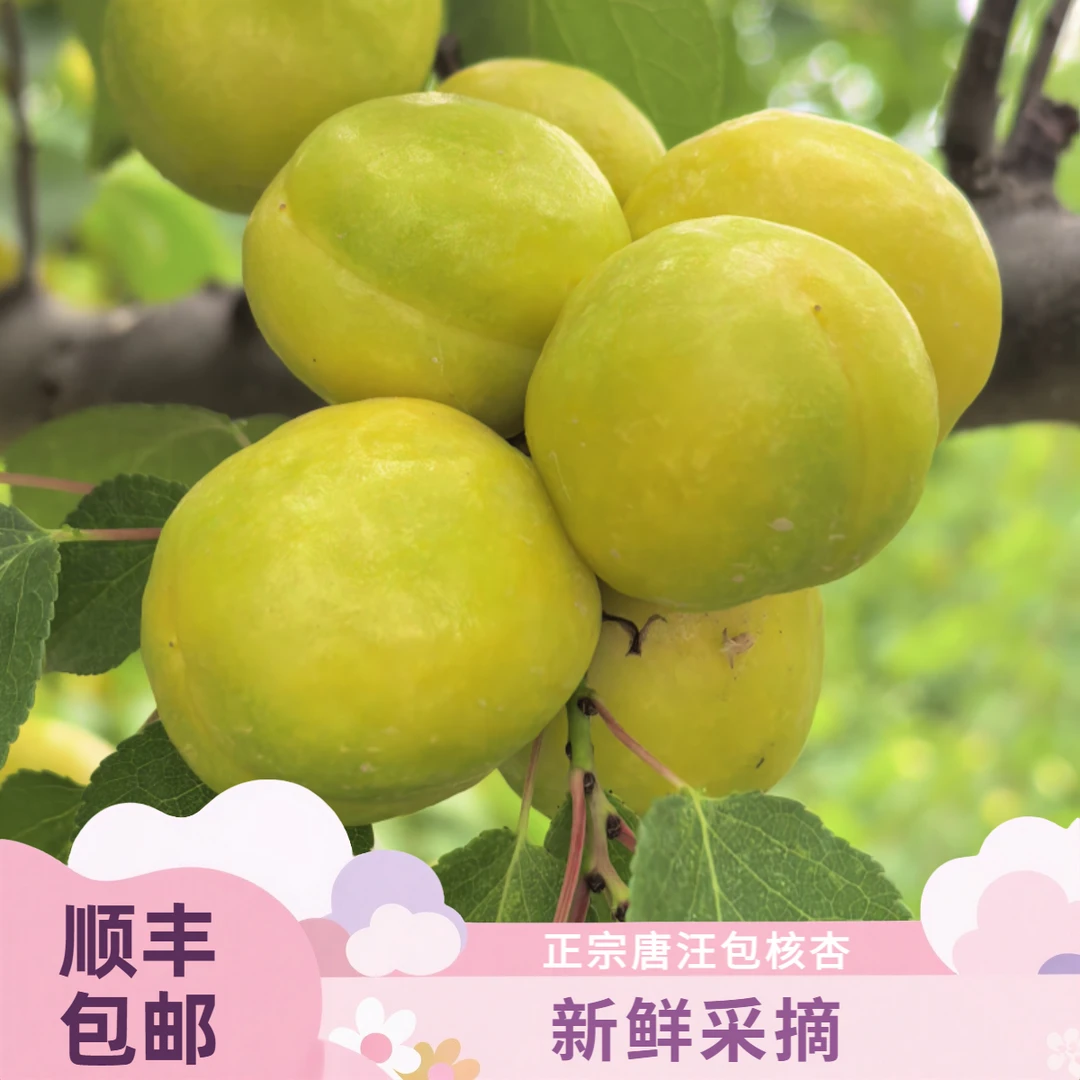 【王阿嫂专属】唐汪包核杏当季新鲜甜多汁皮薄肉厚个大饱满顺丰包邮