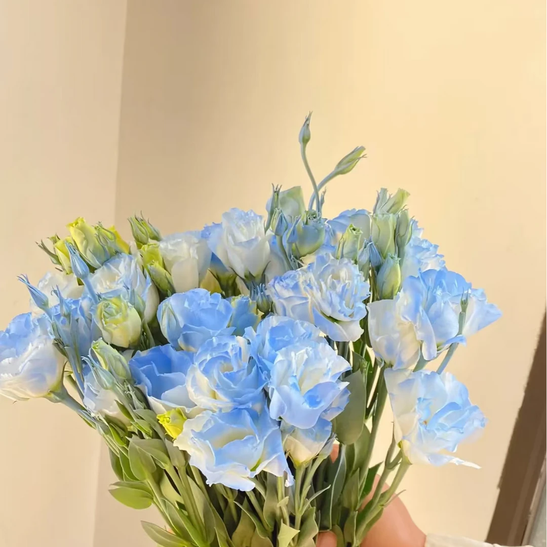 【洋桔梗碎冰蓝】云南鲜花基地 拍两单升级顺丰冷链包邮 家用鲜切花