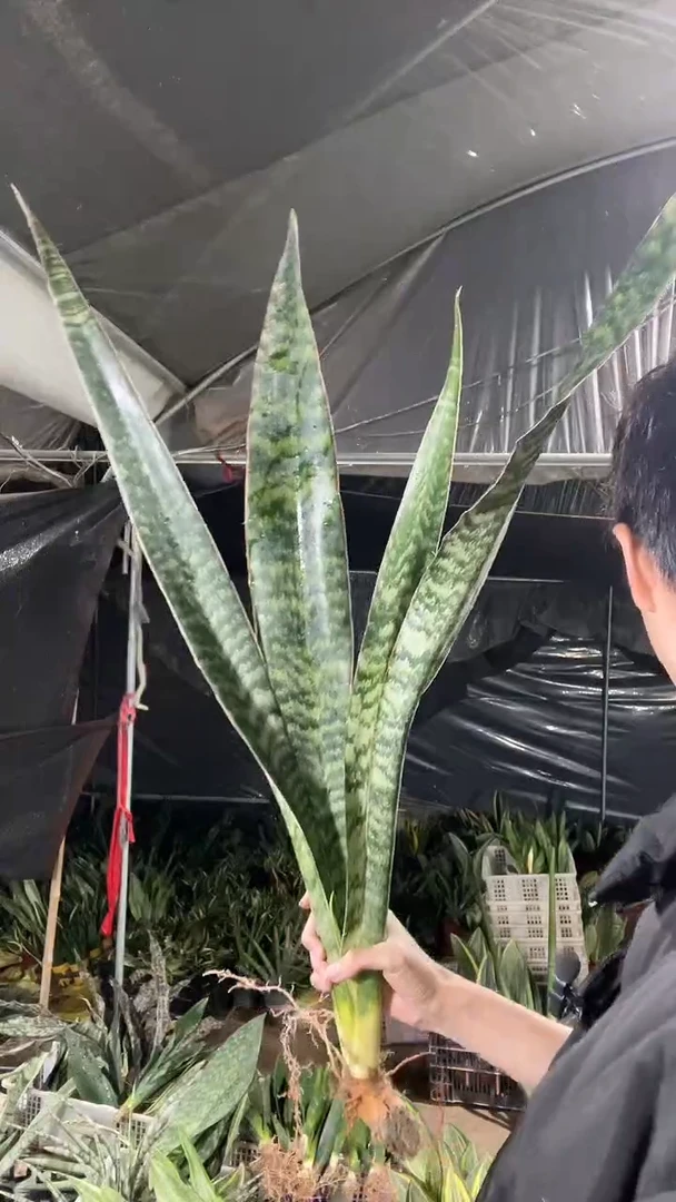 硬叶嘉宝一物一拍40