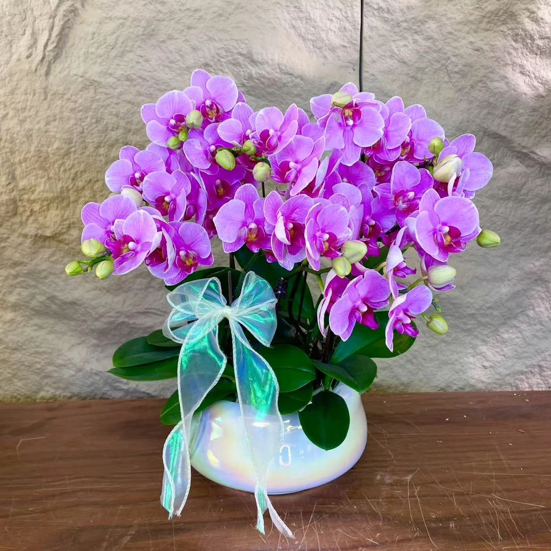 【紫蝶-蝴蝶兰】高端鲜花 定制款 易养花期长 绿植盆栽 年宵花