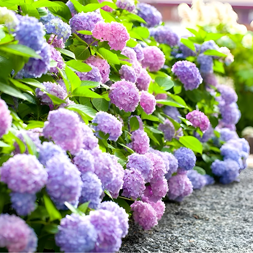 混色梦幻绣球花种子糖果花种庭院阳台盆栽四季开花室外花种孑