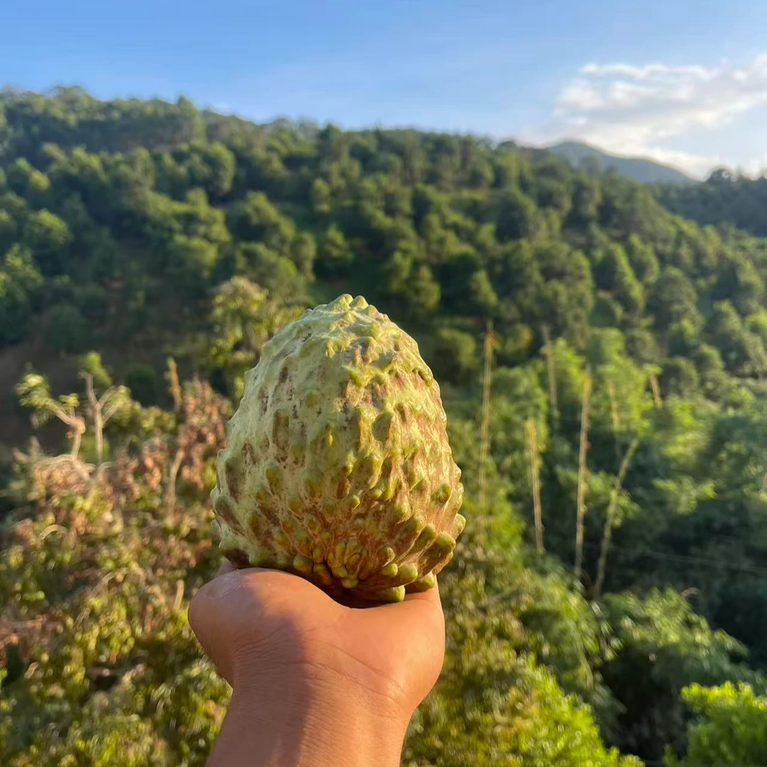 牛奶凤梨释迦果 （云南临沧十年老树花皮果  不甜不 要 米
