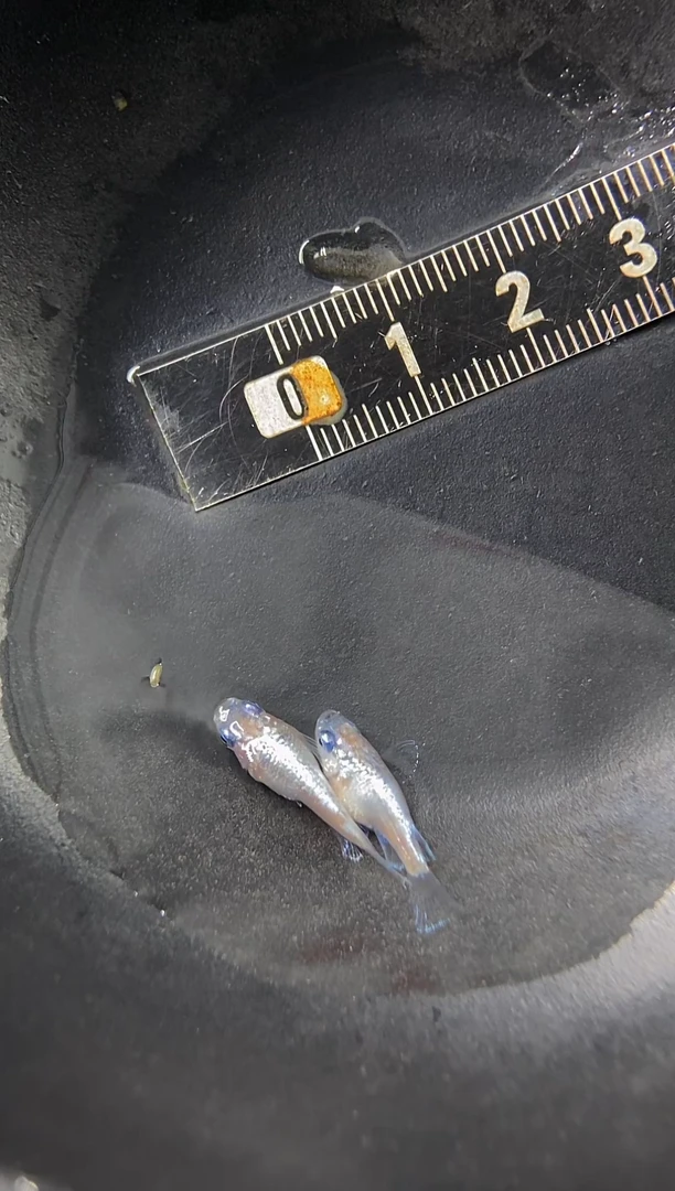 海水鱼22玉麒麟球短