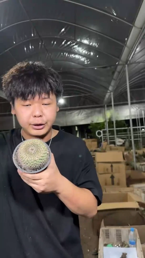 大号 秀彩丸 [带根]