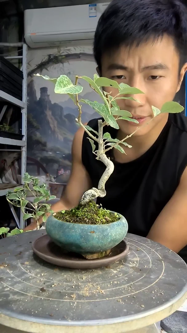 s****.中青园艺一物一拍289