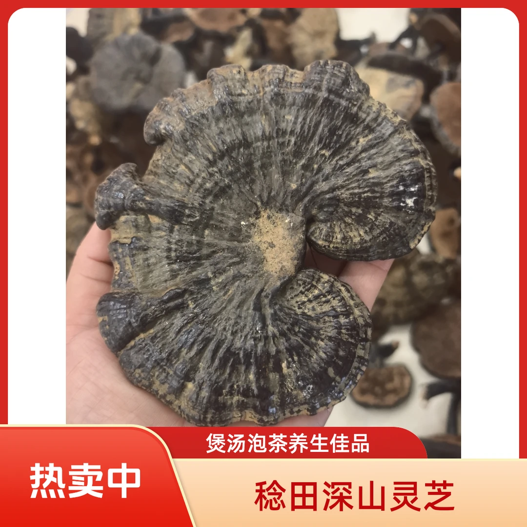 稔田深山灵芝 煲汤泡茶养生佳品