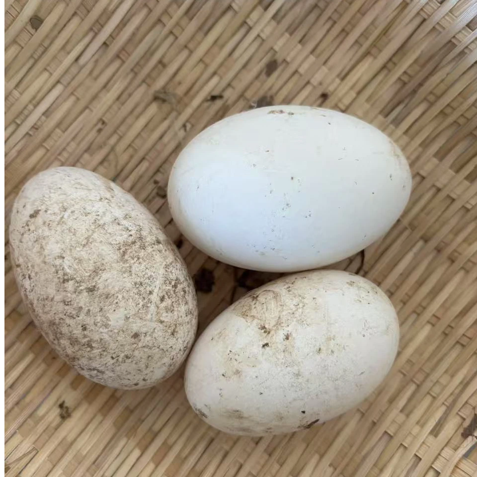农家土鹅蛋 溜达鹅蛋