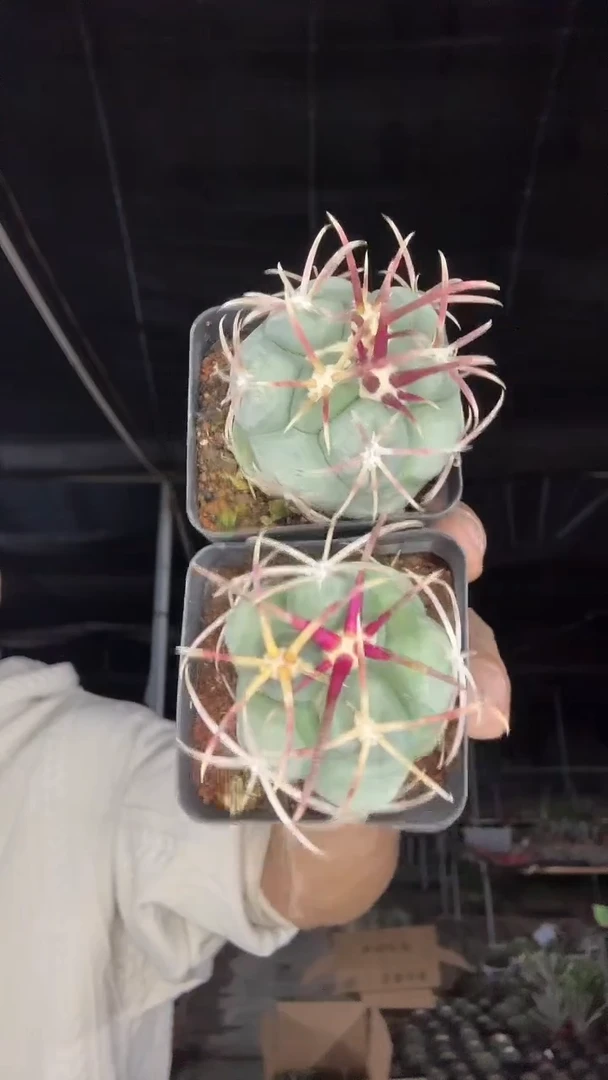 实生白肌绯冠龙39.99