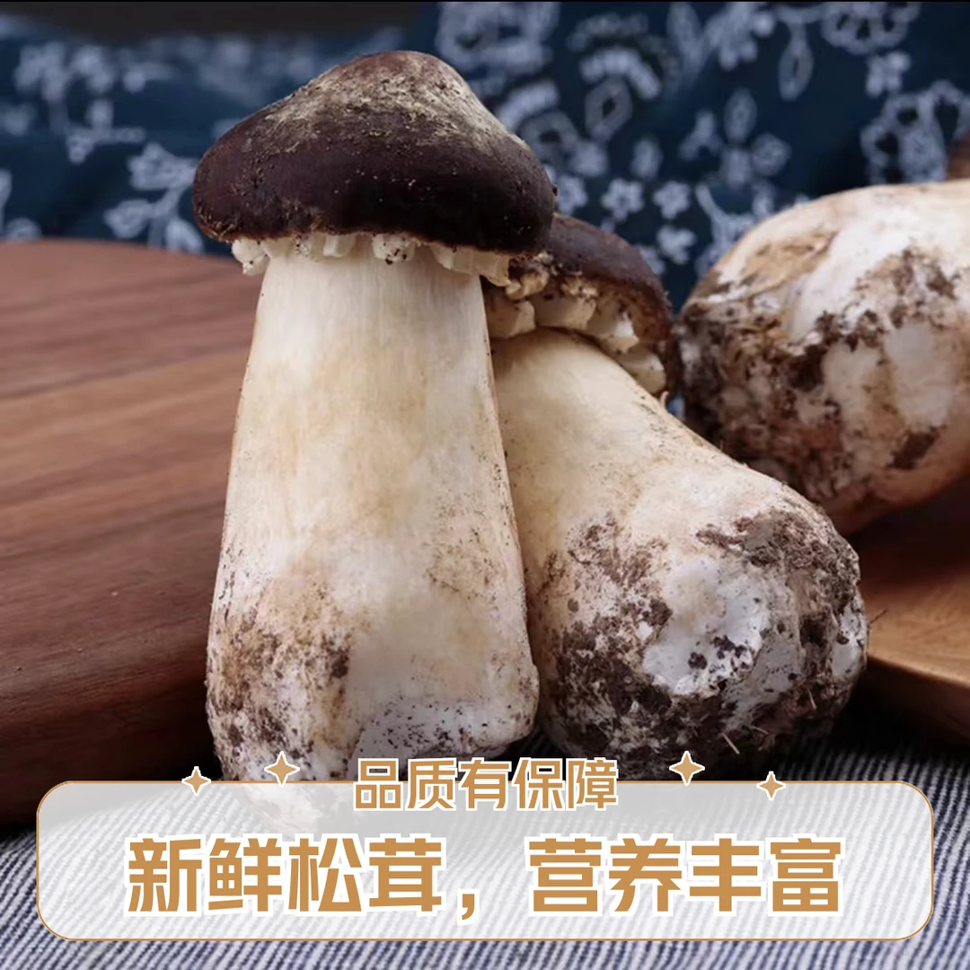 食用菌新鲜赤松茸500g绿色蔬菜