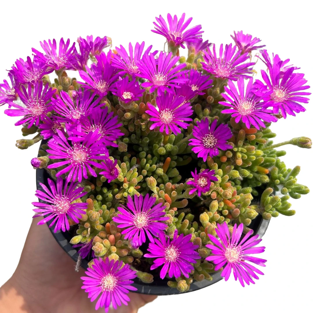 140#冰晶枝干带盆土 多肉植物室内绿植净化空气