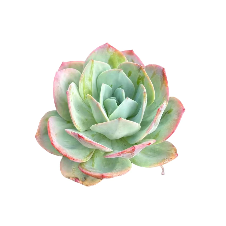精品多肉植物 血凤