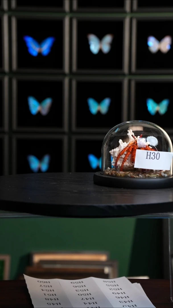 泡*寄居蟹标本玻璃罩款H30