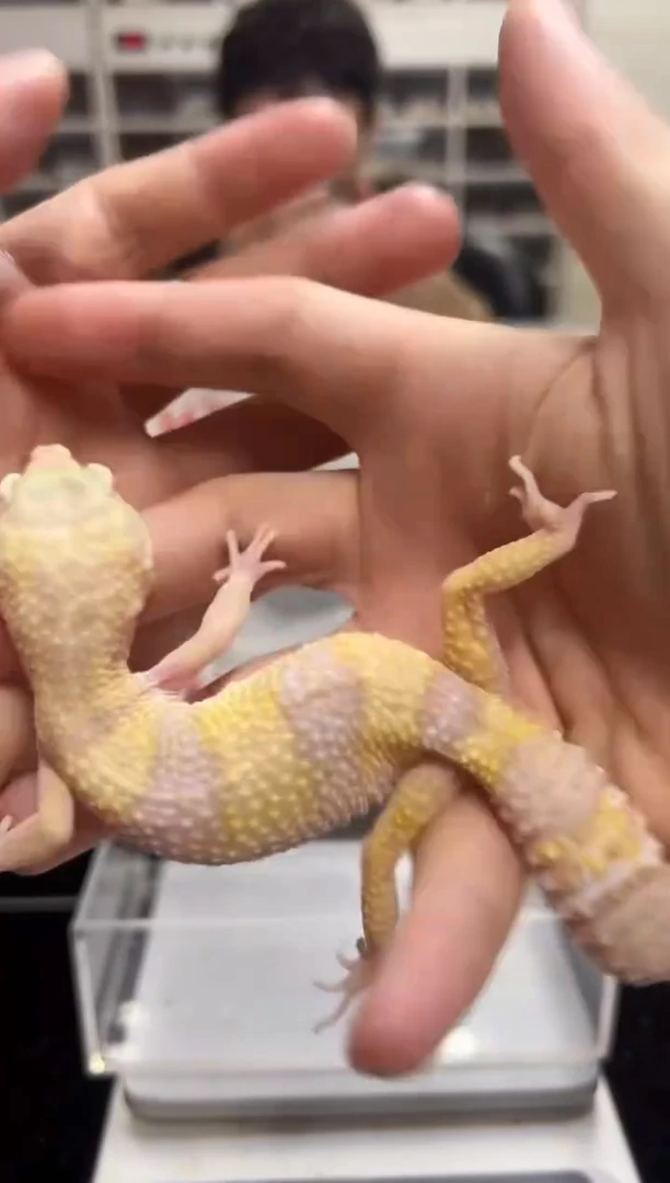 豹纹守宫10豹纹守宫