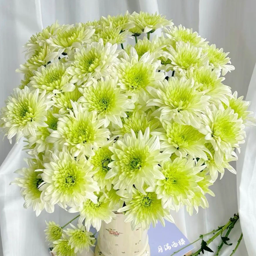 【绿色系小菊】A等级 顺丰包邮鲜花次日达花卉插花家庭用