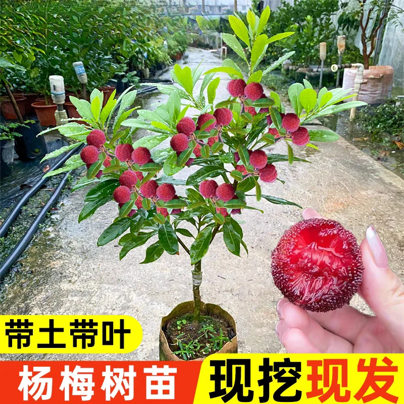 嫁接东魁杨梅树树苖特大杨梅苖南北方种植盆栽果树苖当年结果