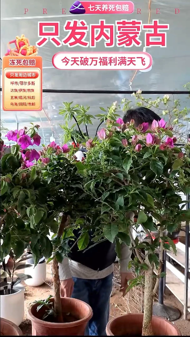 完全开放云南紫三角梅