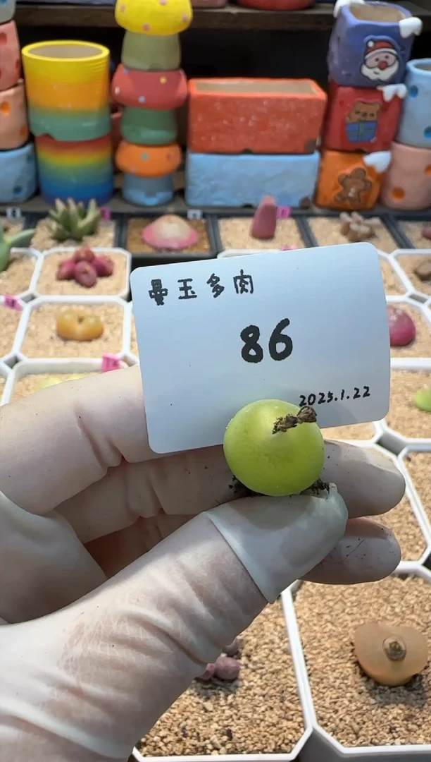 【闪购商品】25.1.22-86