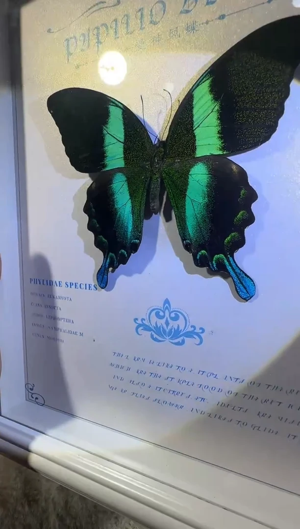 木爱神凤蝶   相框