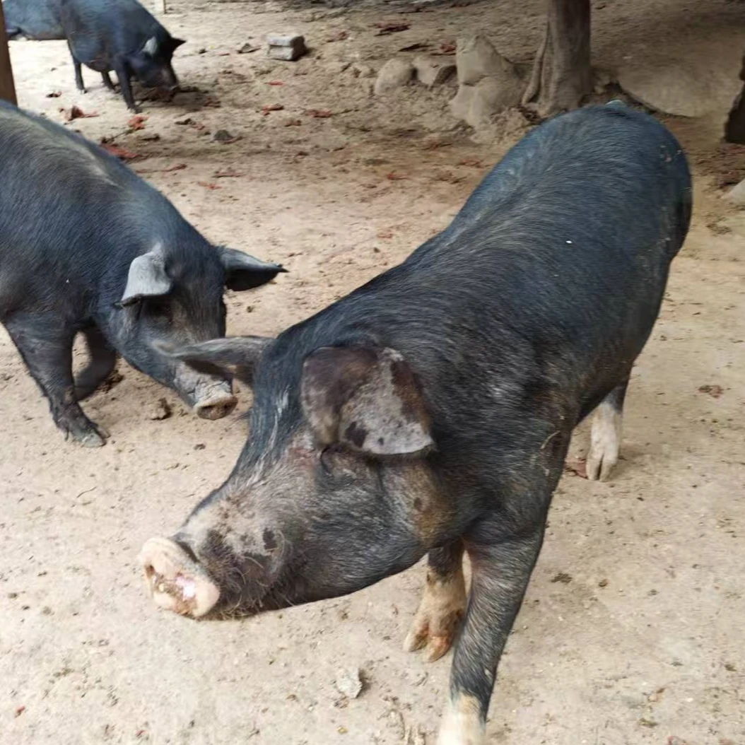 恩施高山土猪（一称一拍）【顺丰包邮】