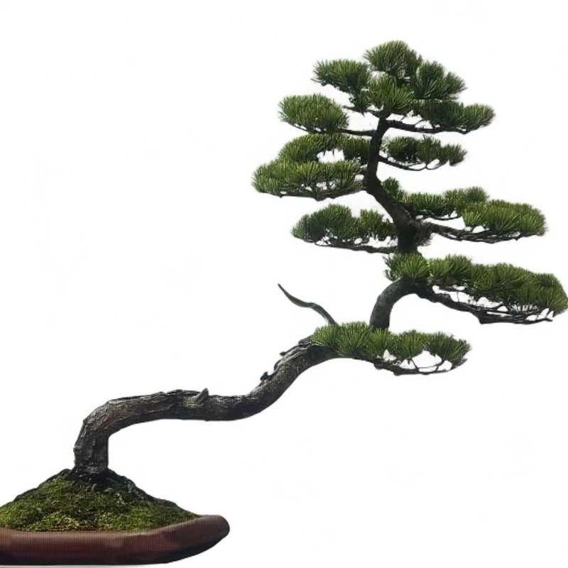 老桩黑松罗汉松室内绿植盆栽盆景素材蓝花楹