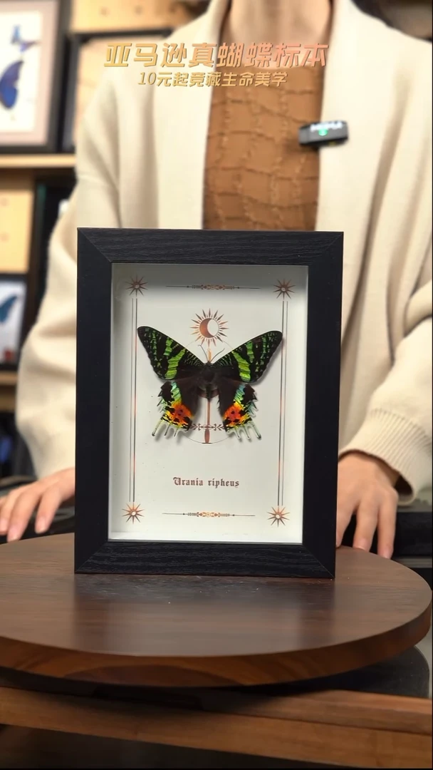 太阳蛾图腾款7寸竖框