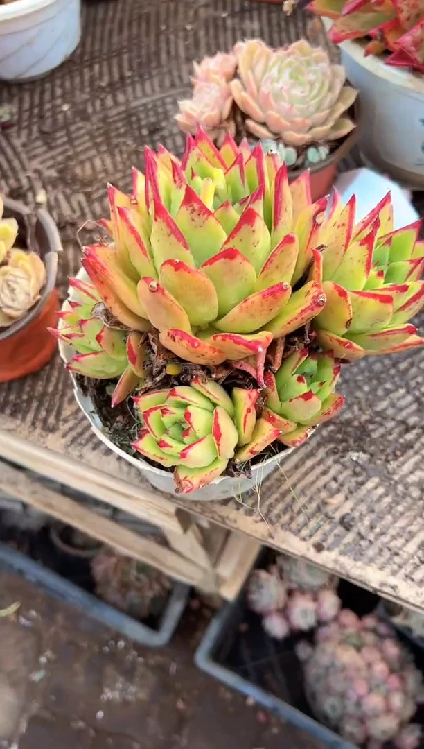 এ**࿐多肉植物一物一拍21331