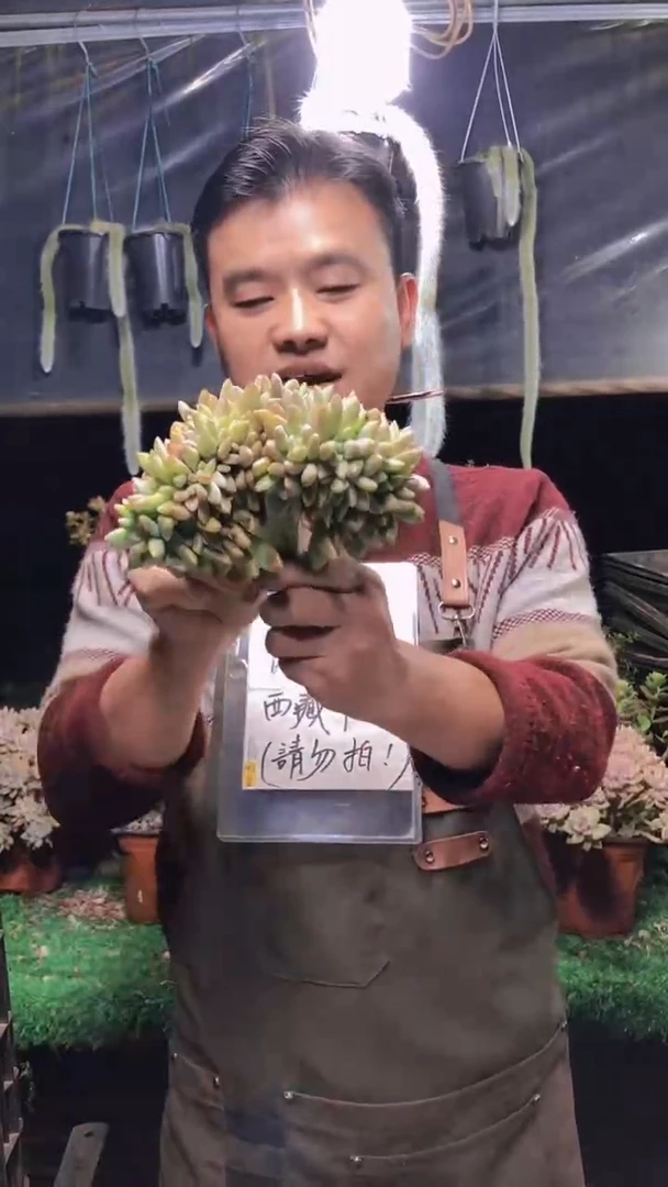 136淡雪缀化一物一拍