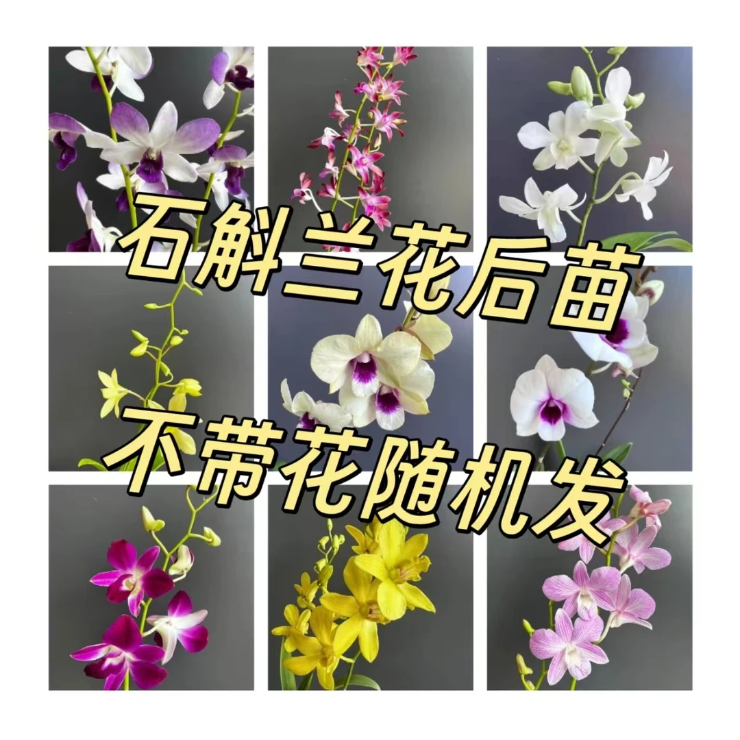 【多品种】秋石斛石斛兰家庭园艺盆栽