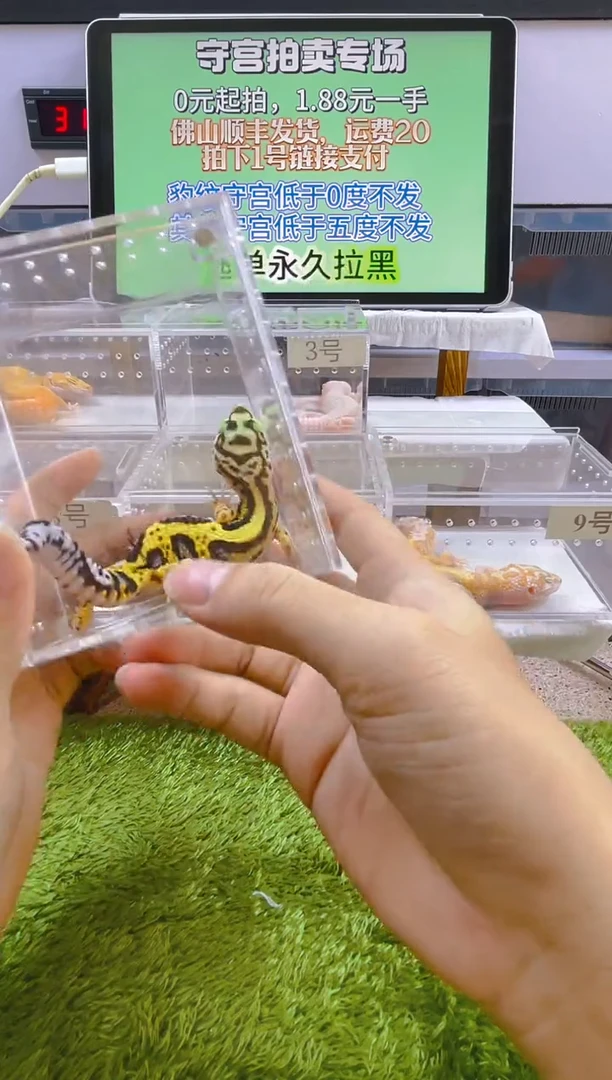 豹纹守宫豹纹守宫肥尾遛弯尾苗子亚成成体