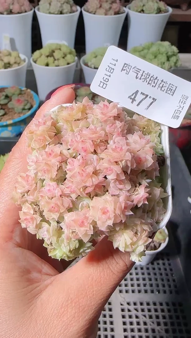 1119-477麦秆群生不包整