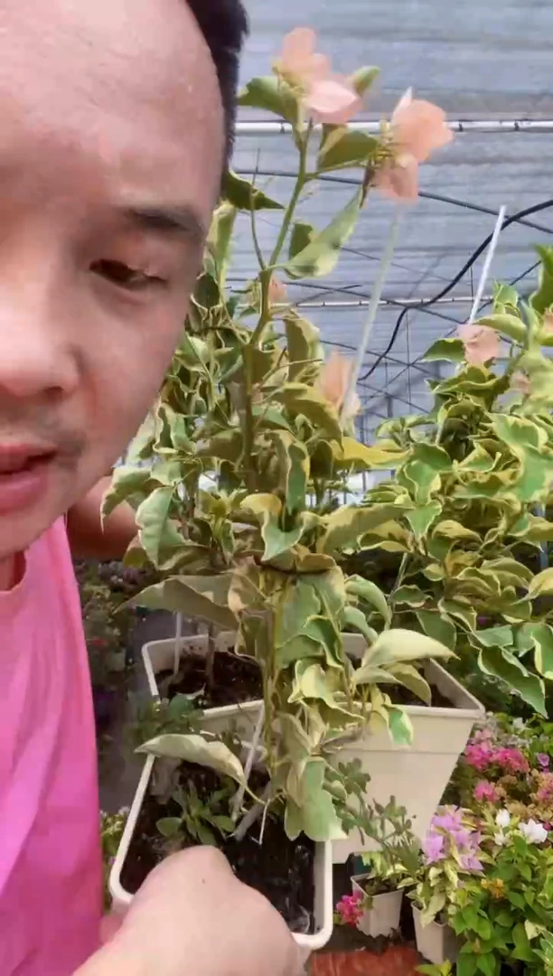 完全开放花期带花