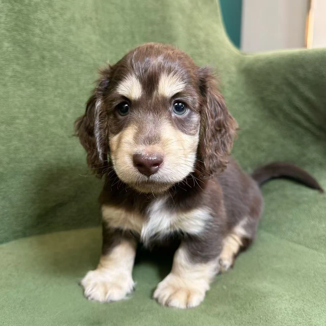 【月亮家长毛腊肠】巧奶弟弟