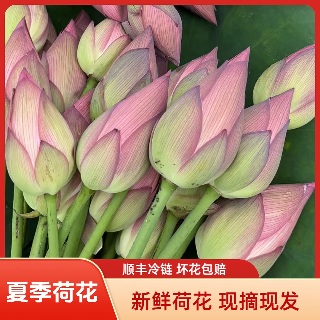 产地直发荷花鲜花莲蓬插花花束莲花真花鲜切花夏季花