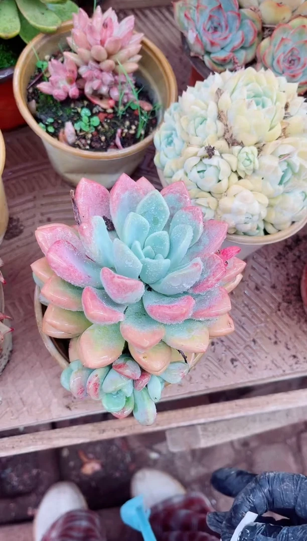 H****?16048多肉植物一物一拍