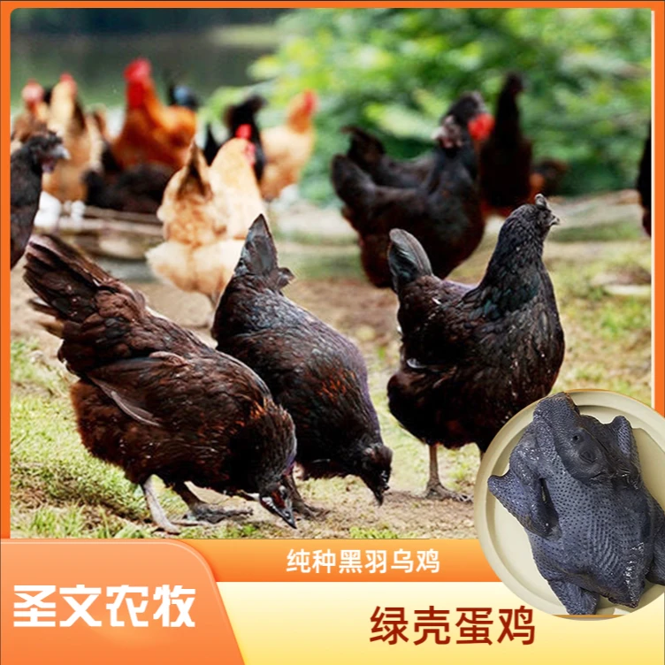 农村散养（6只）五黑绿壳蛋鸡肉+四川发货