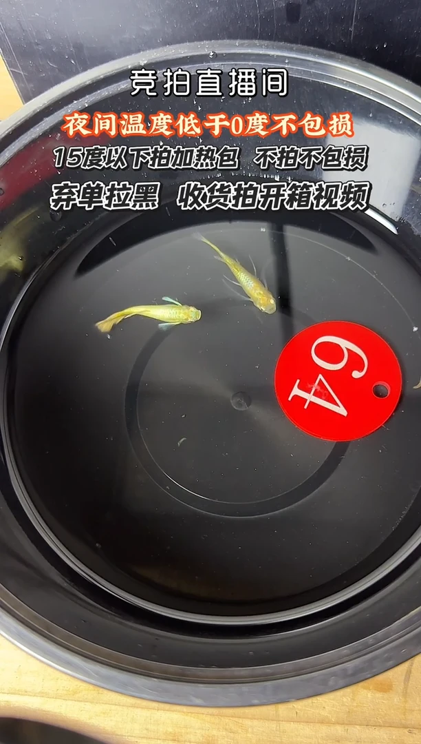 孔雀鱼64 黄金一对小压成