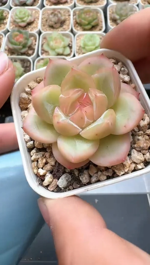 727C云禹多肉植物 带盆土纸巾打包 3颗包邮