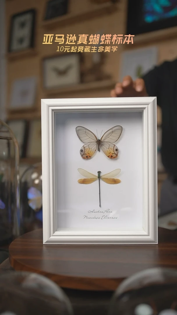 有机玻璃黄晶眼蝶色蟌组合相框